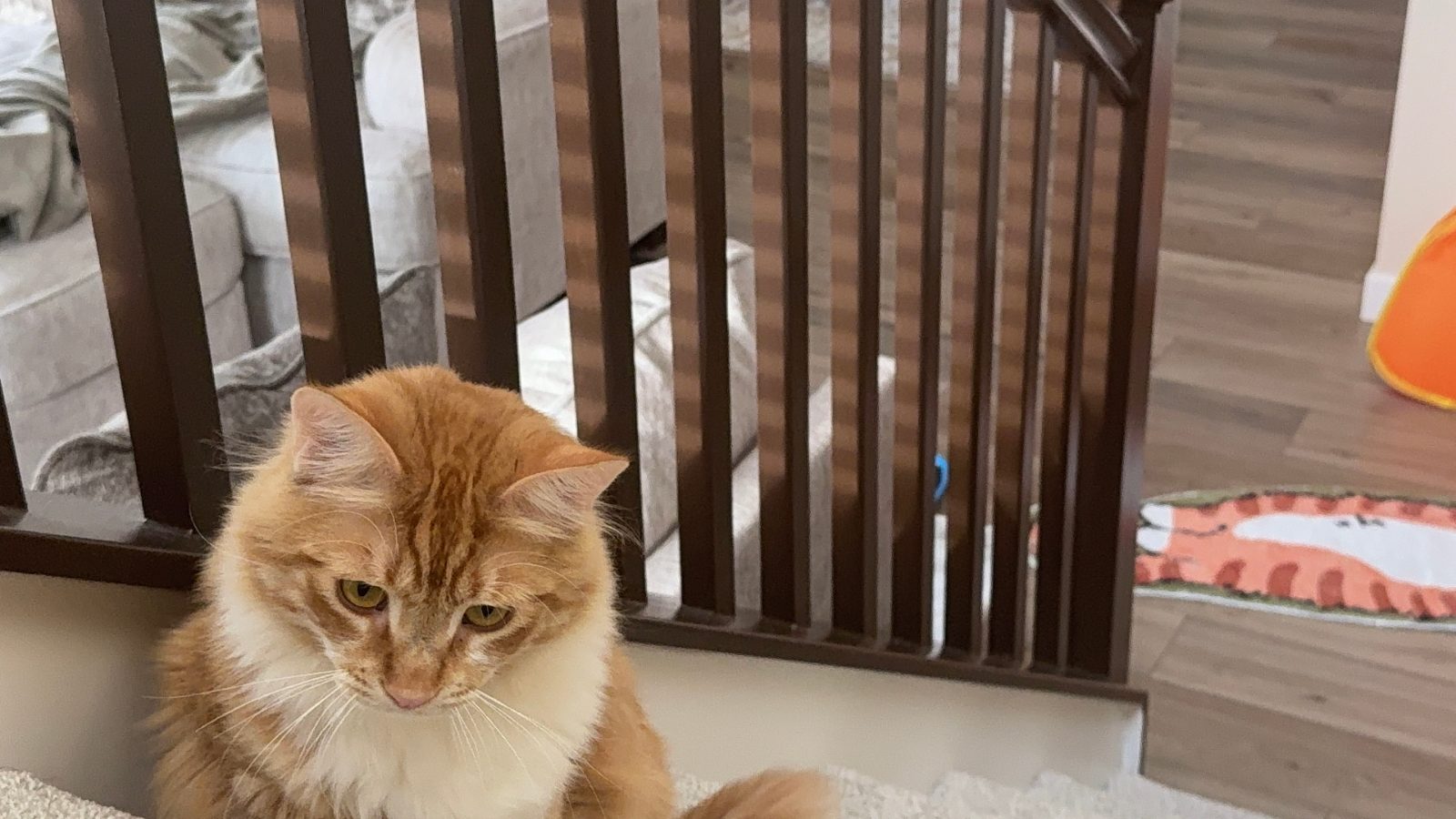 Reported cat